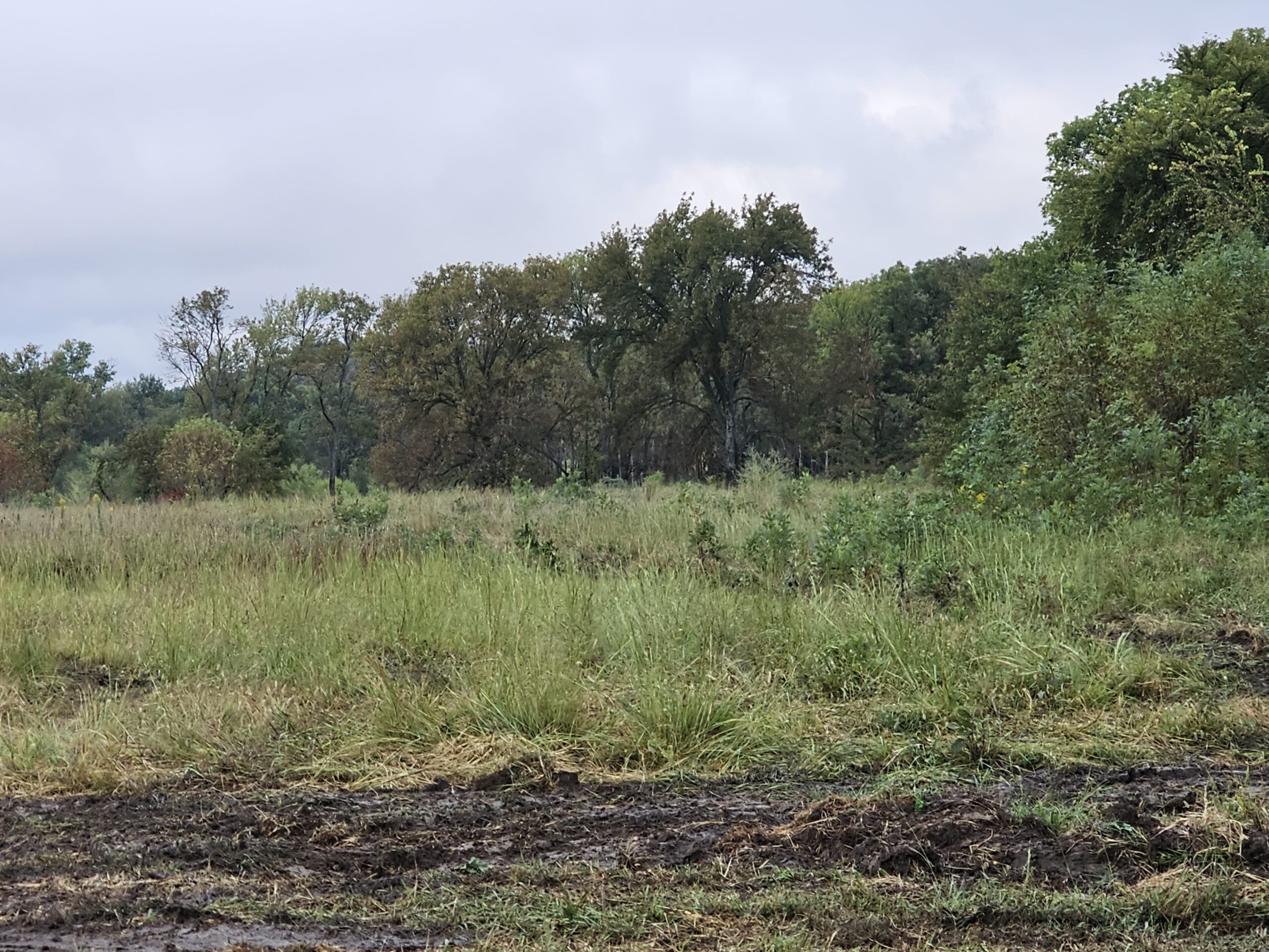 septic site
