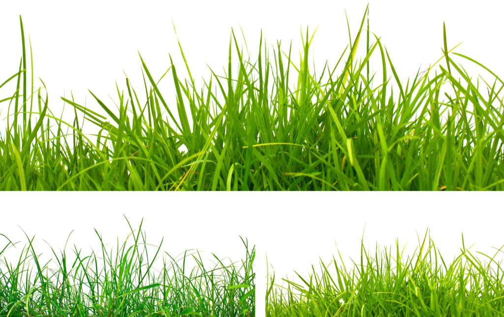 greener grass over septic system greener grass over septic system